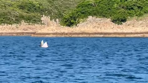 羅開光鯨魚|西貢鯨魚｜鯨魚再現身 全船人歡喜若狂：快啲睇啦